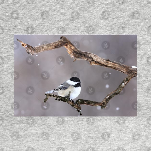 Black-capped Chickadee by Jim Cumming